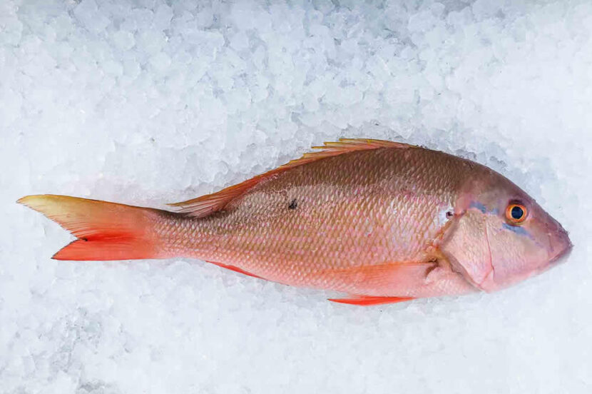 Black Fin Snapper – WBH Seafood LLC