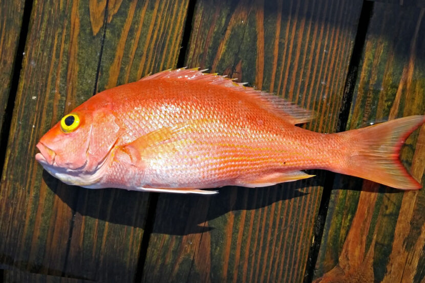 Fresh Silk Snapper WBH Seafood LLC