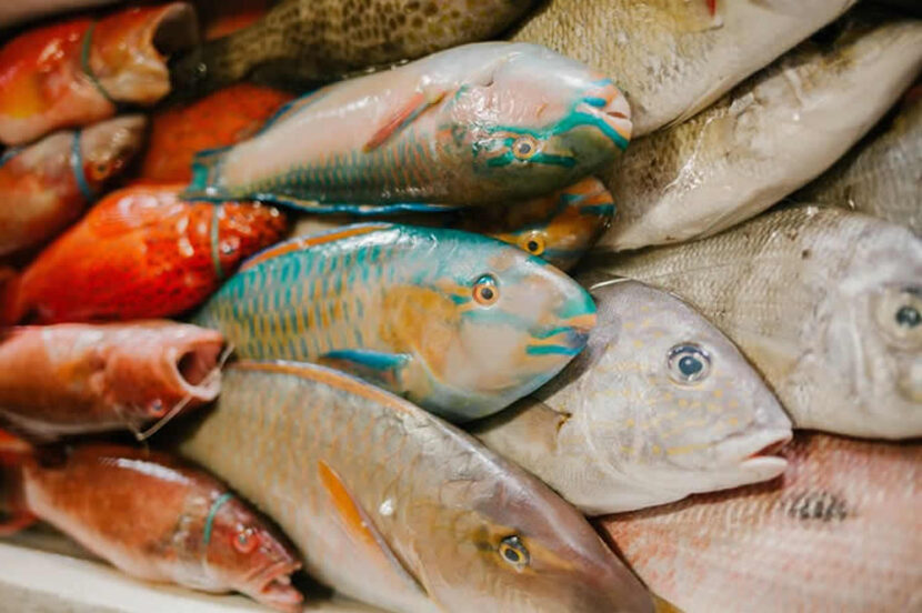 Parrot Fish Menu Fresh Parrot Fish – WBH Seafood LLC