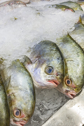 Pompano