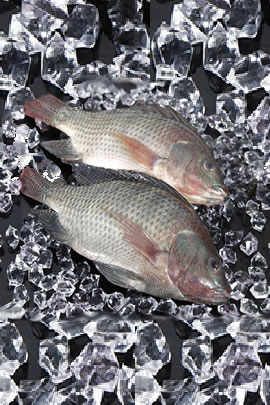 Tilapia